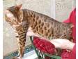 BENGAL KITTEN,  Brown spotted male 6mths old,  sired by....