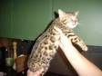 Superb bengal male kitten for sale pet/show/breed.....