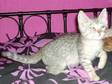bengal kittens. two snow bengal kittens both males, ....