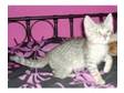 bengal kittens. two snow bengal kittens both males, ....