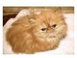 Exotic Longhair Kitten For Sale. Red Exotic Longhair....