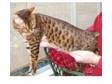 Brown spotted Bengal kitten 6mths old sired by Imp. Gr.....