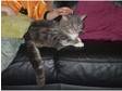male grey tabby-approx 1 year old