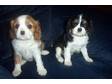 Cavalier King Charles puppies. I have a litter of two....