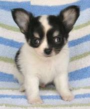 2 Chihuahua puppies looking for a new home