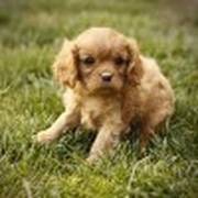 playful Cavalier King Charles puppies are ready for their new loving