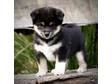THESE SHIBA Inu puppies are raised in a....