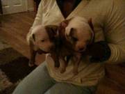 Red & White Staffordshire Bull Terriers