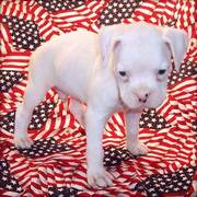 Fawn White Boxer Puppy Coming with All Vet Records