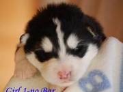 Alaskan Malamute Puppies for sale