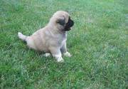 Best Akita puppies for good sale
