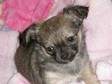 chihuahua long coat. Hi my name is alfie,  Im 7 weeks old....