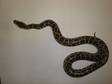 09 Burmese Python (het Albino Het Green) West Midlands