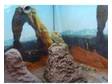 pair of bearded dragons and 4ft viv. 2 bearded dragons....